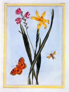 Ixia أمريكا الجنوبية ، c.1766 (النقش اليدوي)